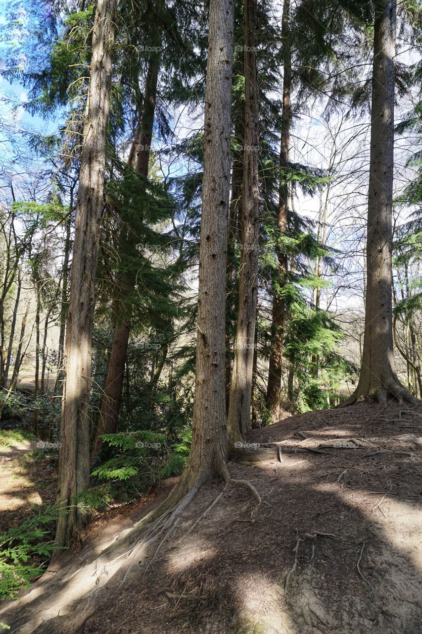 Forest Trees in Hamsterley growing on a hill 