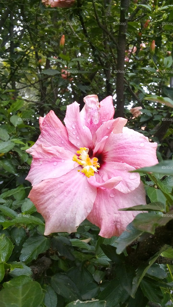 pink flower