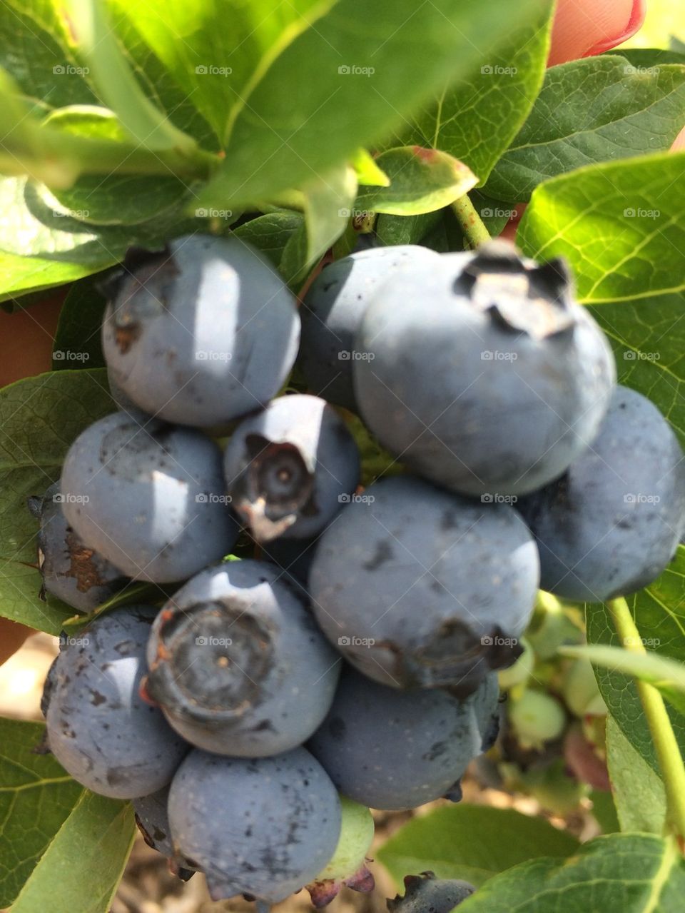 Blueberries