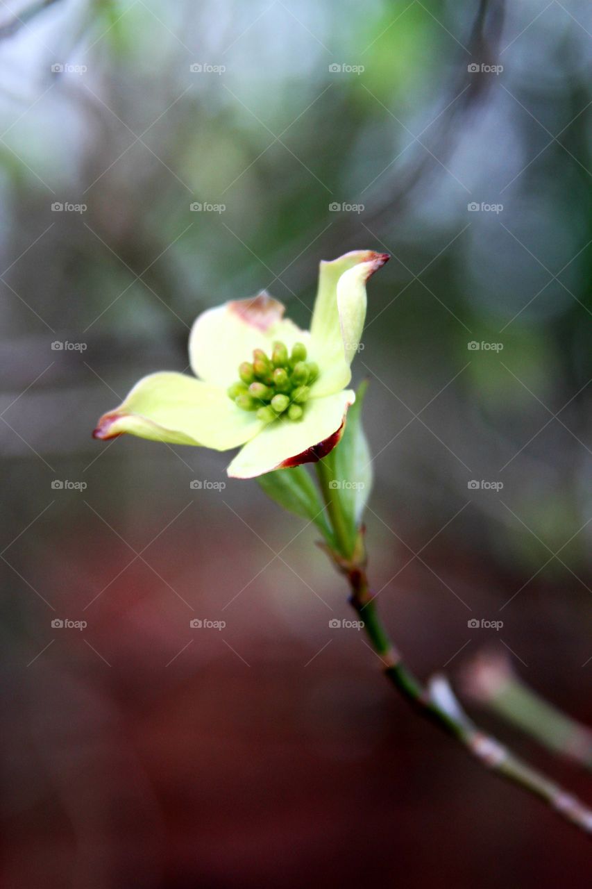 dogwood flower