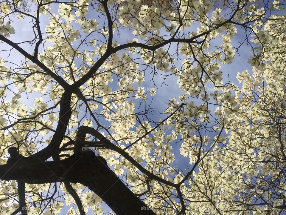 Blossoms on a tree on my school campus 🌸