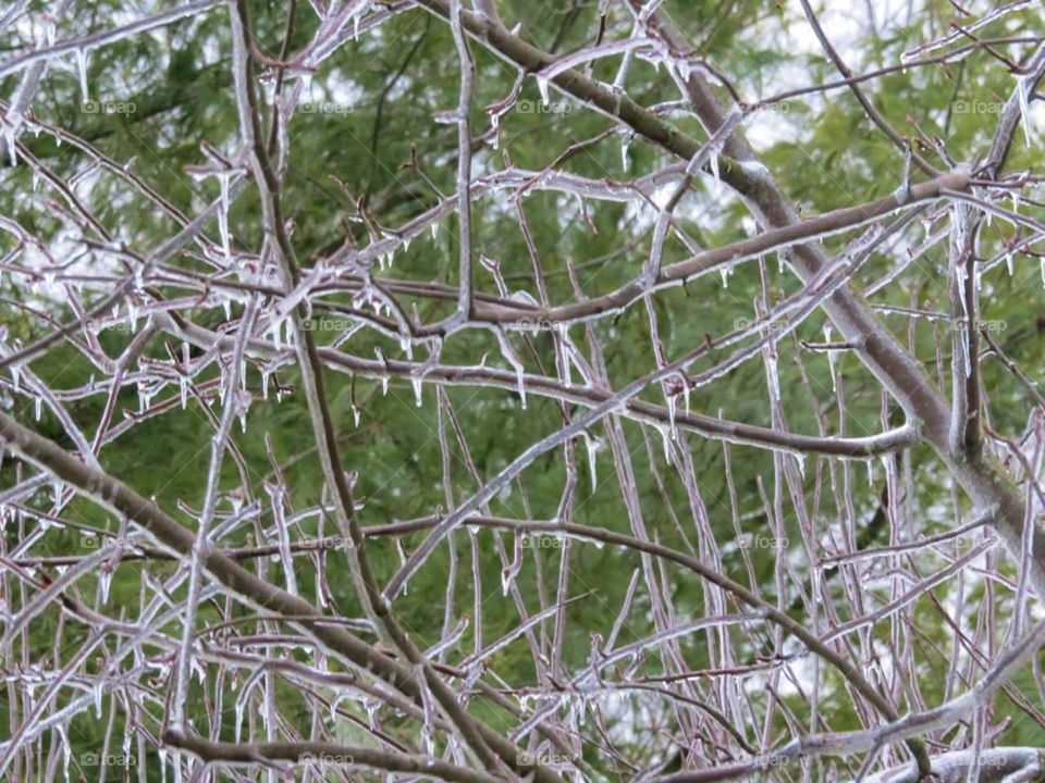 Ice storm on branches