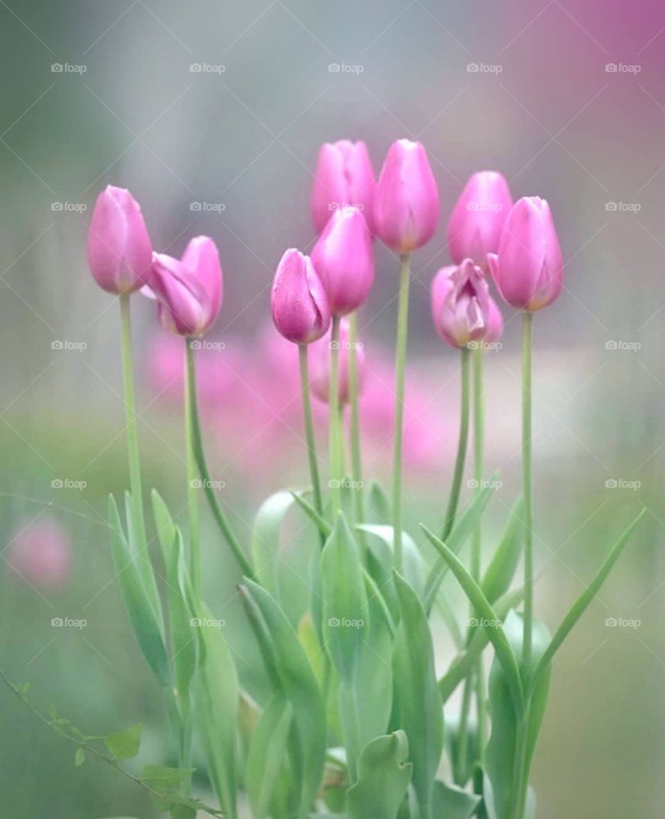 Pink tulips
