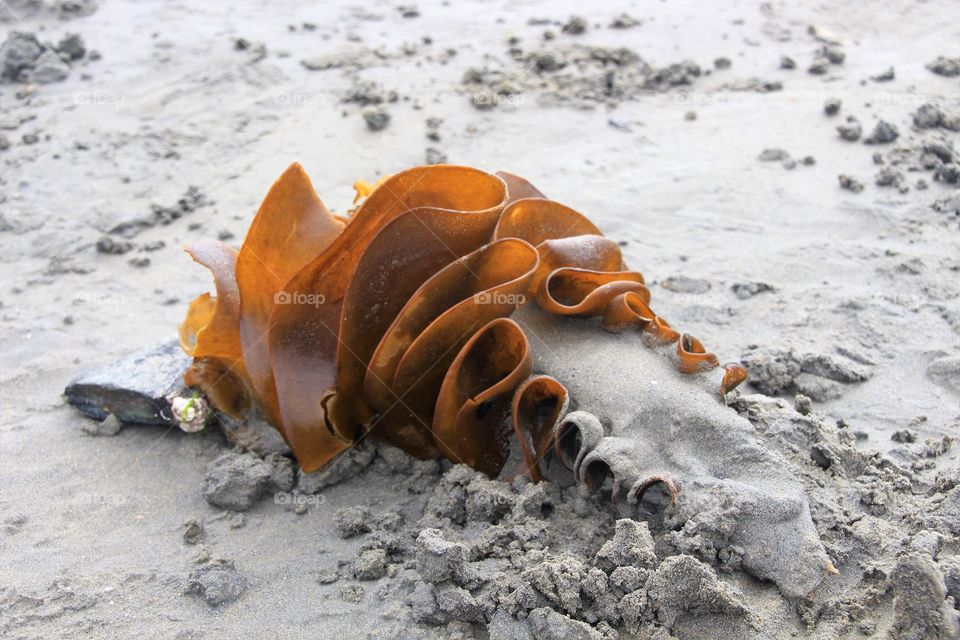 Close-up of seaweed