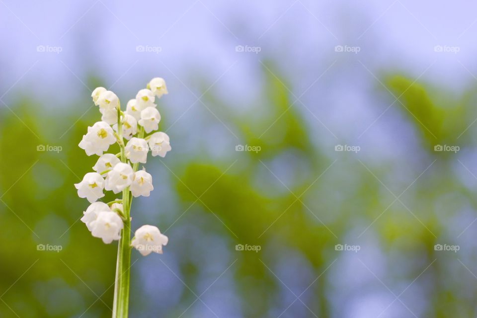 Minimalistic Snaps - lily of the valley against a clear sky