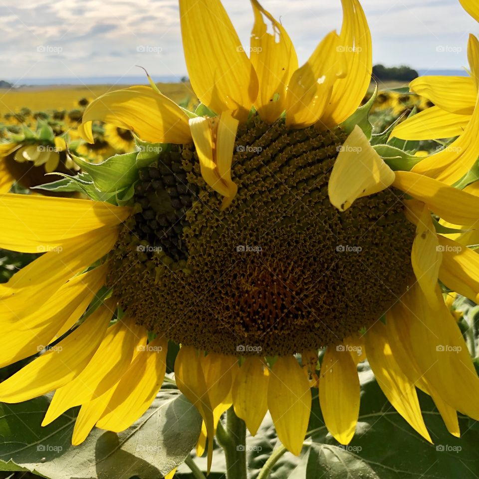 Sunflower in field summer day 