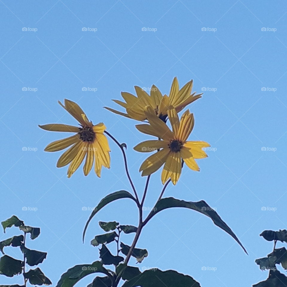 bouncing yellow topinambur flowers against blue sky