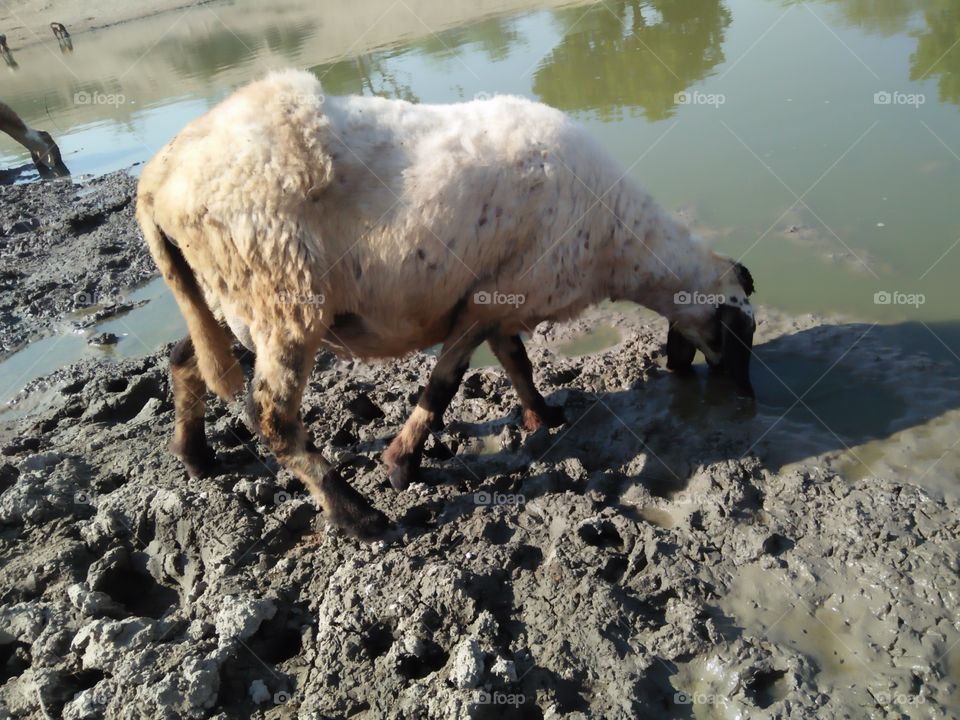 one sheep was drink water