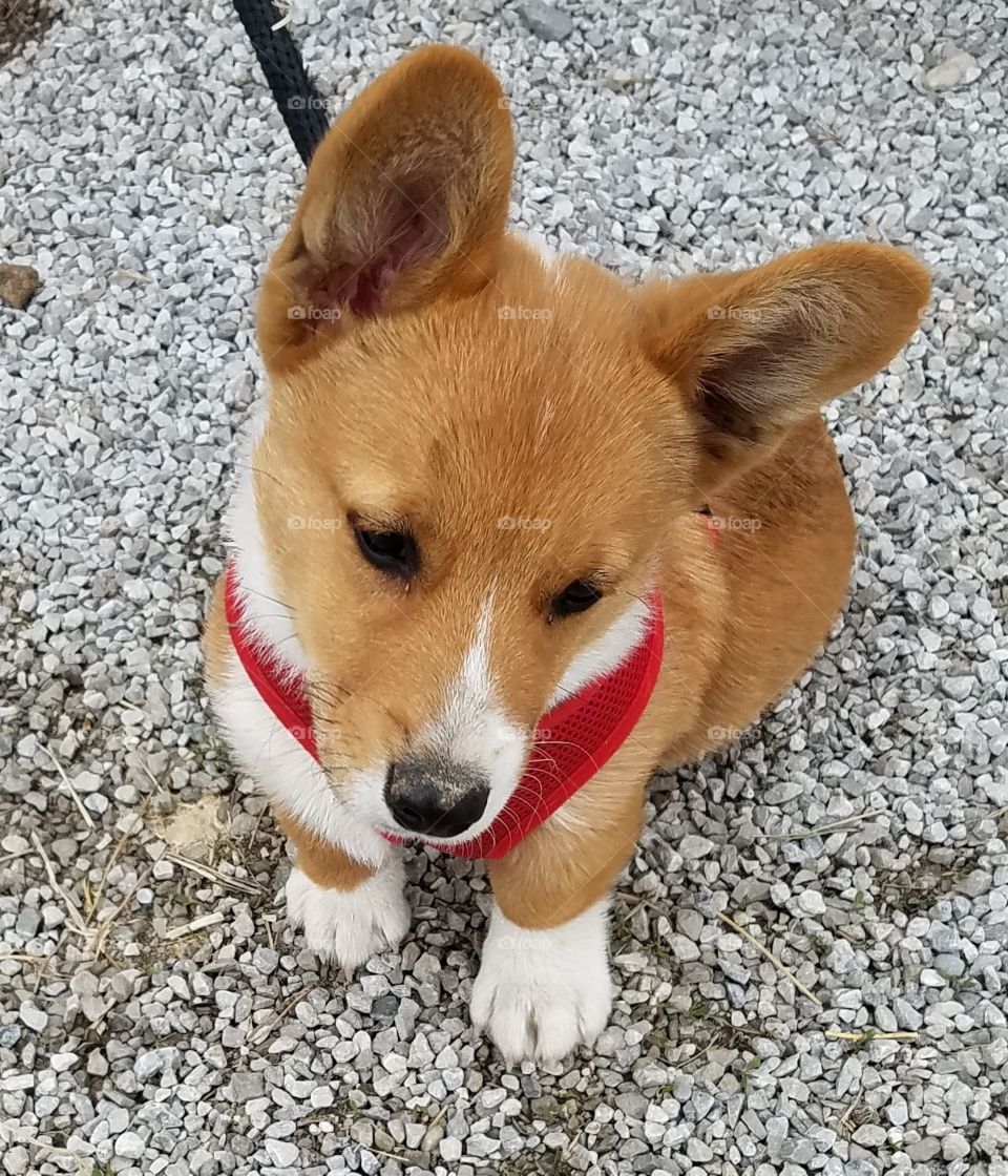 Cuteness Overload Corgi Puppy