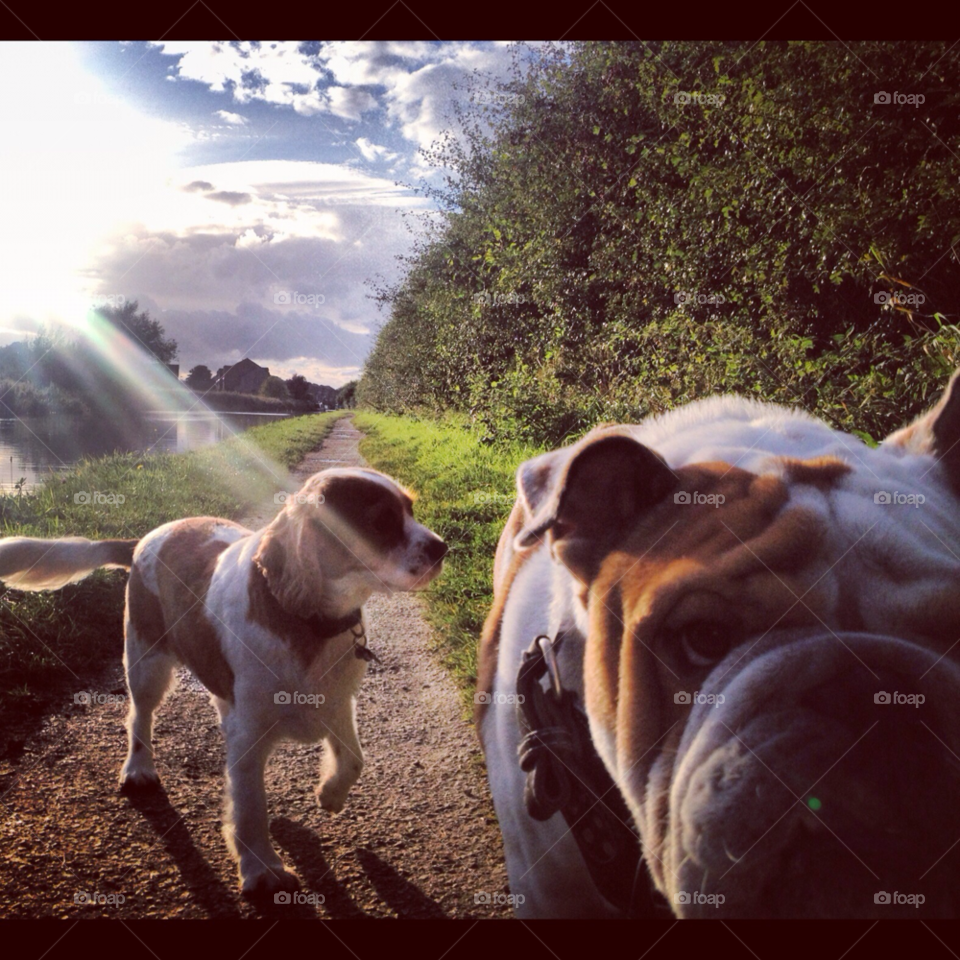 canal blue sky bulldog spaniel by Britishbulldog_