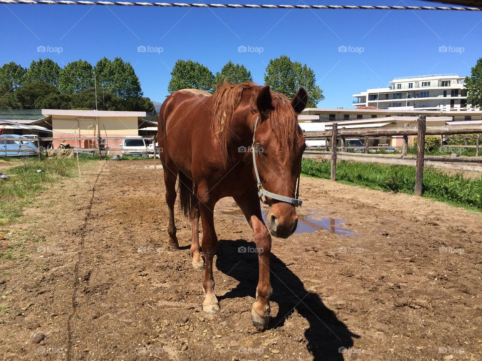 Notmyhorse it's name