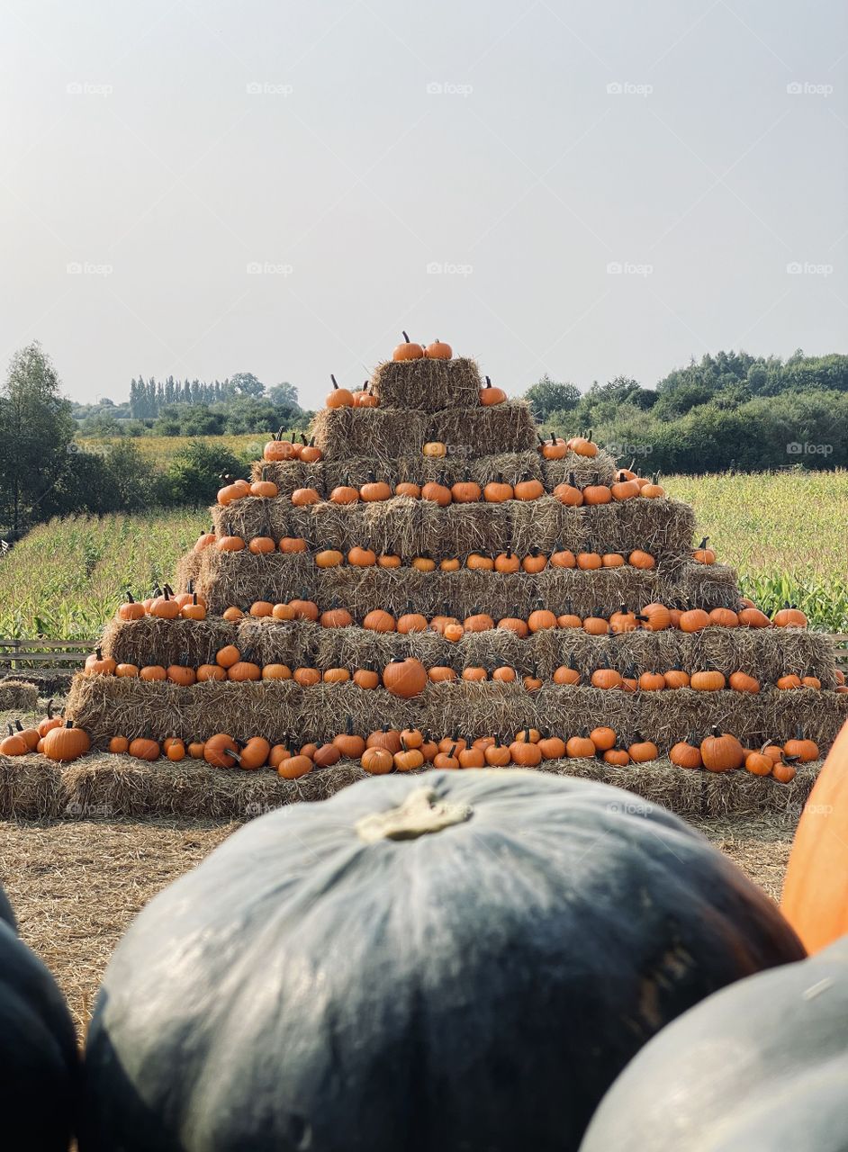 Pumpkin farm