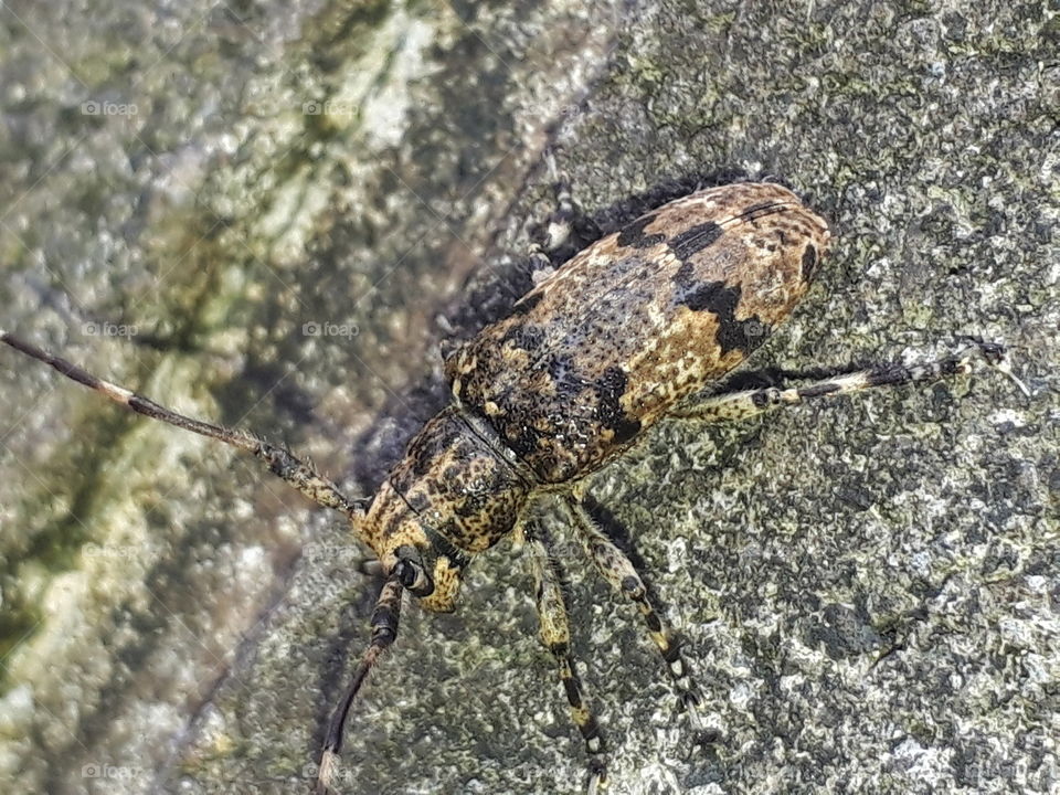 long-horn beetle