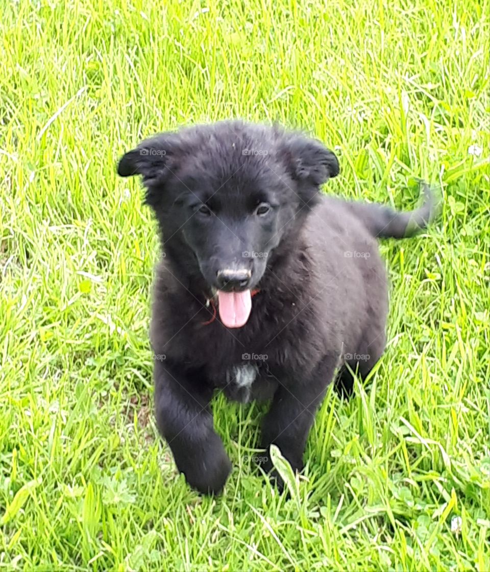 Black puppy running in the grass