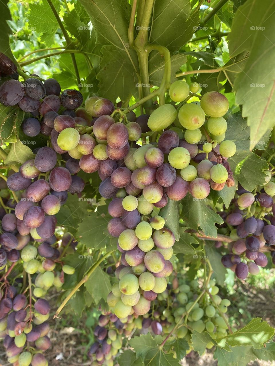 Grapes slowly getting ripe