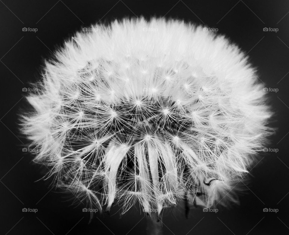 Dandelion