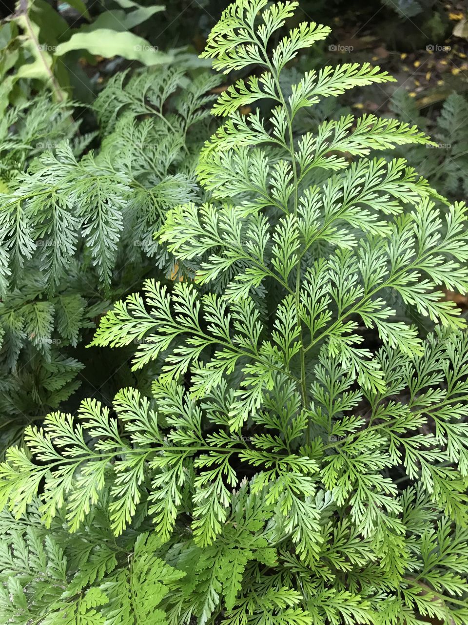 Fern