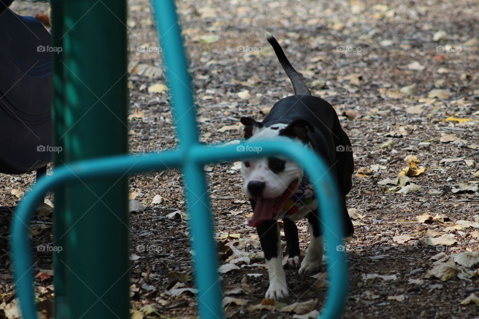 Puppy playing at the park on his birthday 