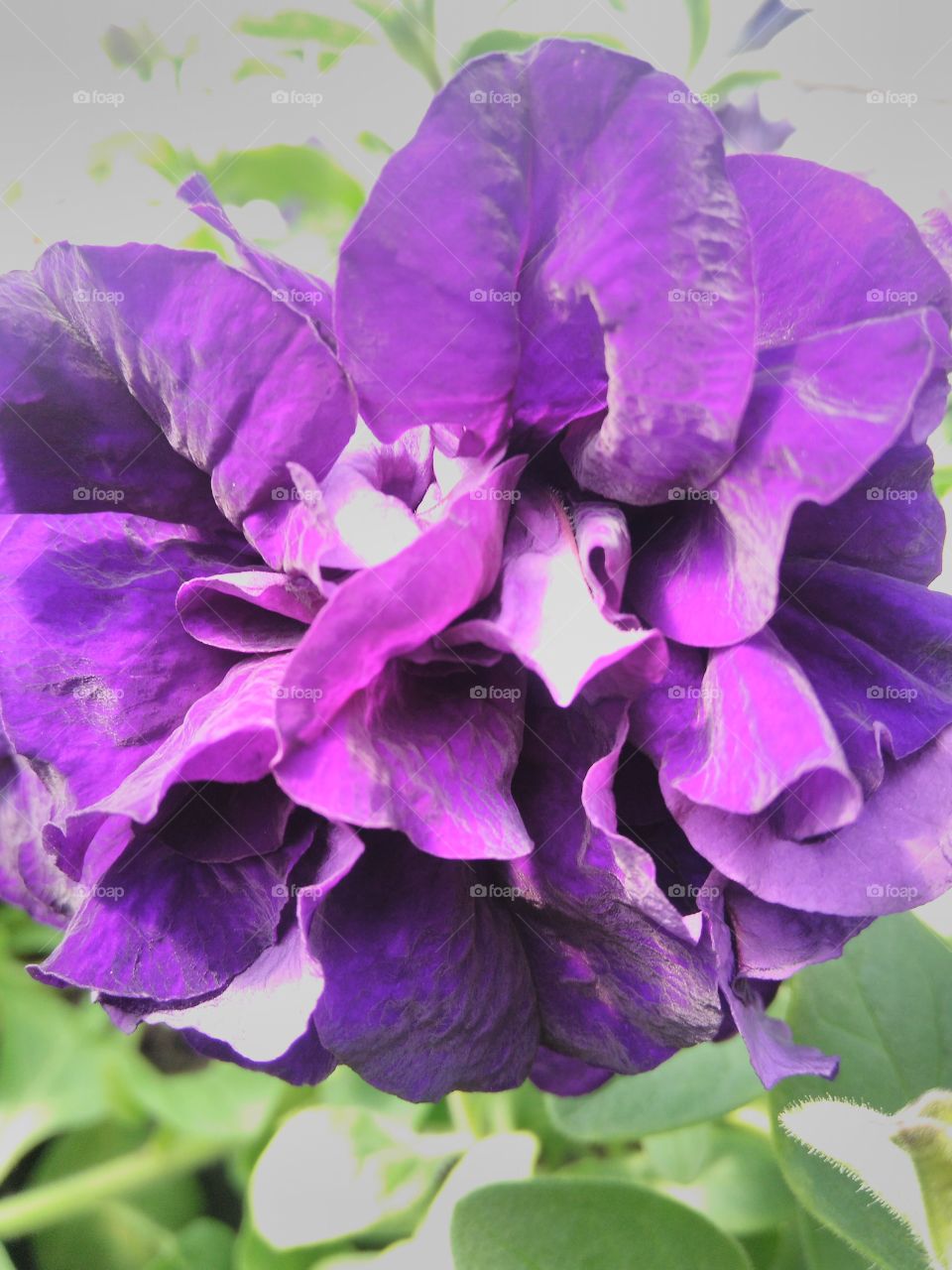 петуния махровая