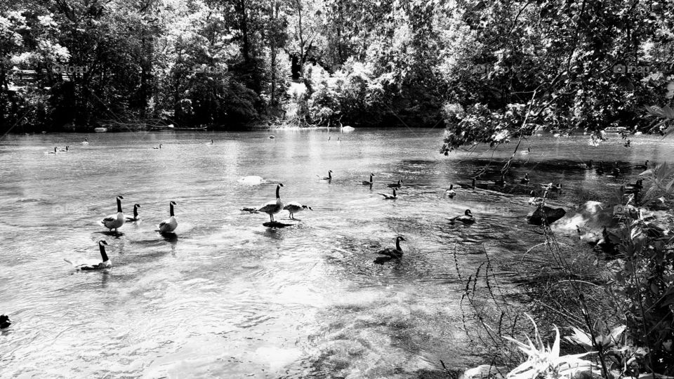 classic photo ducks in river