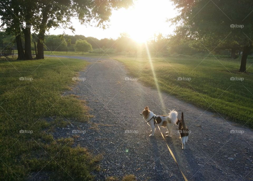 Early morning summer walk with my cat and dog friends on a gravel road in the country