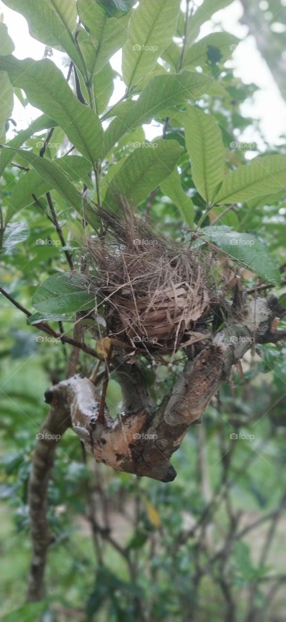 bird nest