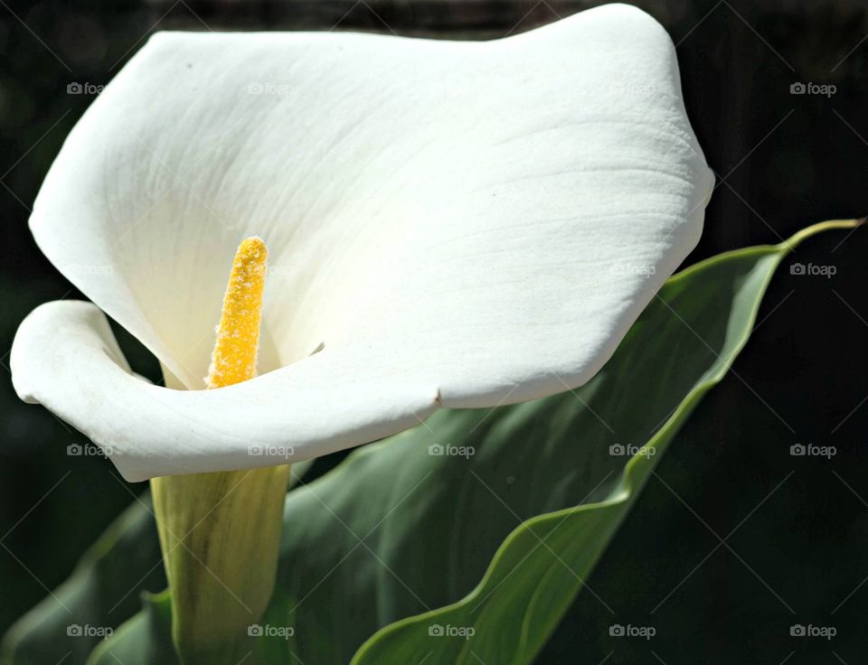 Spathiphyllum: Peace Lily