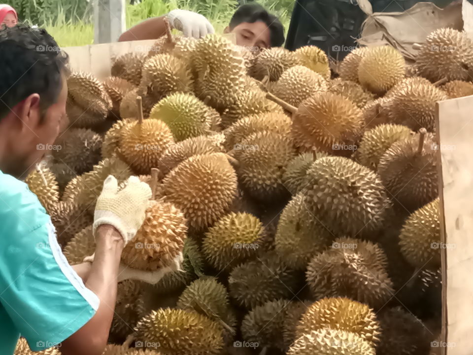 Bongkar Durian