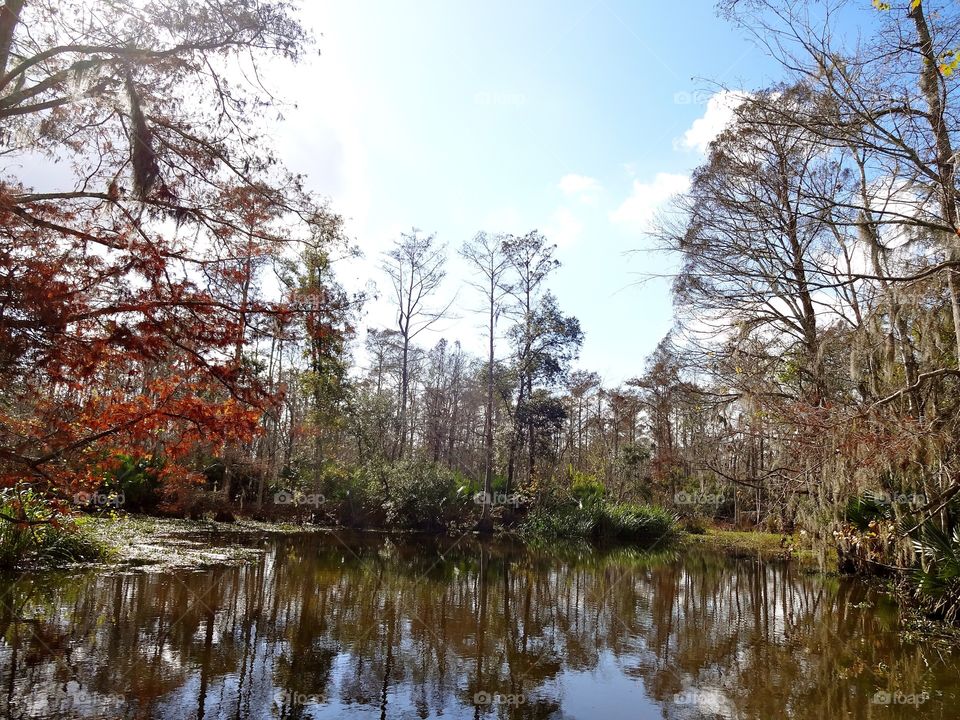 Bayou in New Orleans 