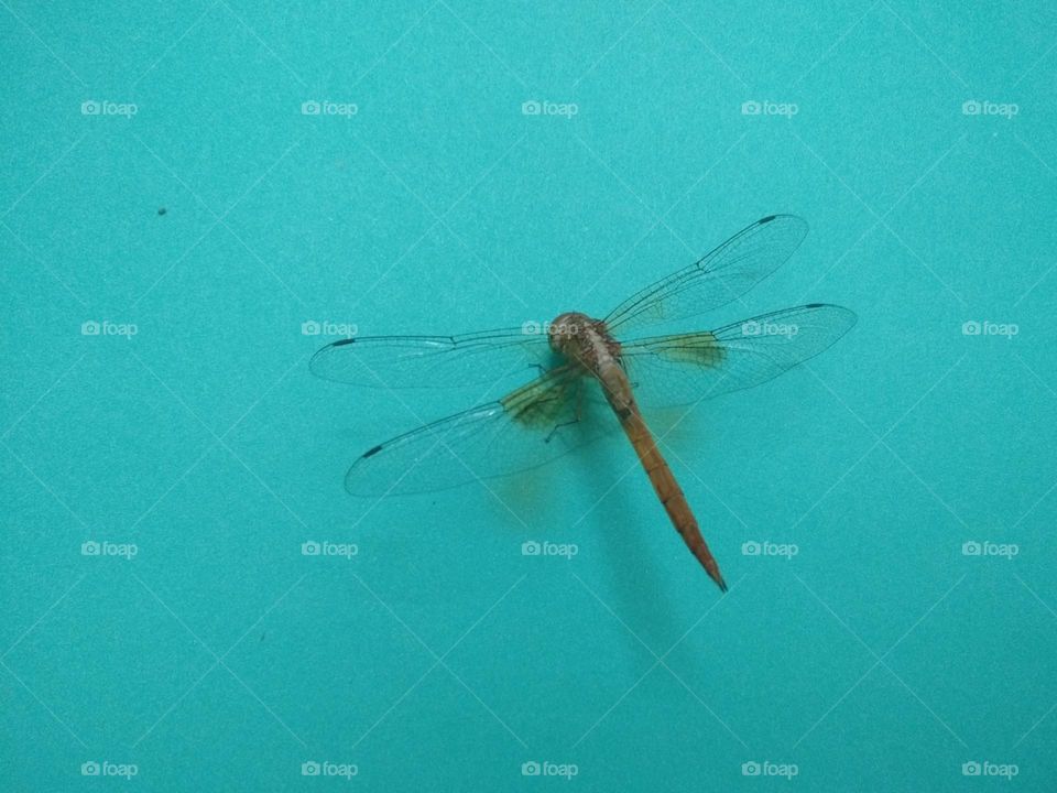 Dragonfly