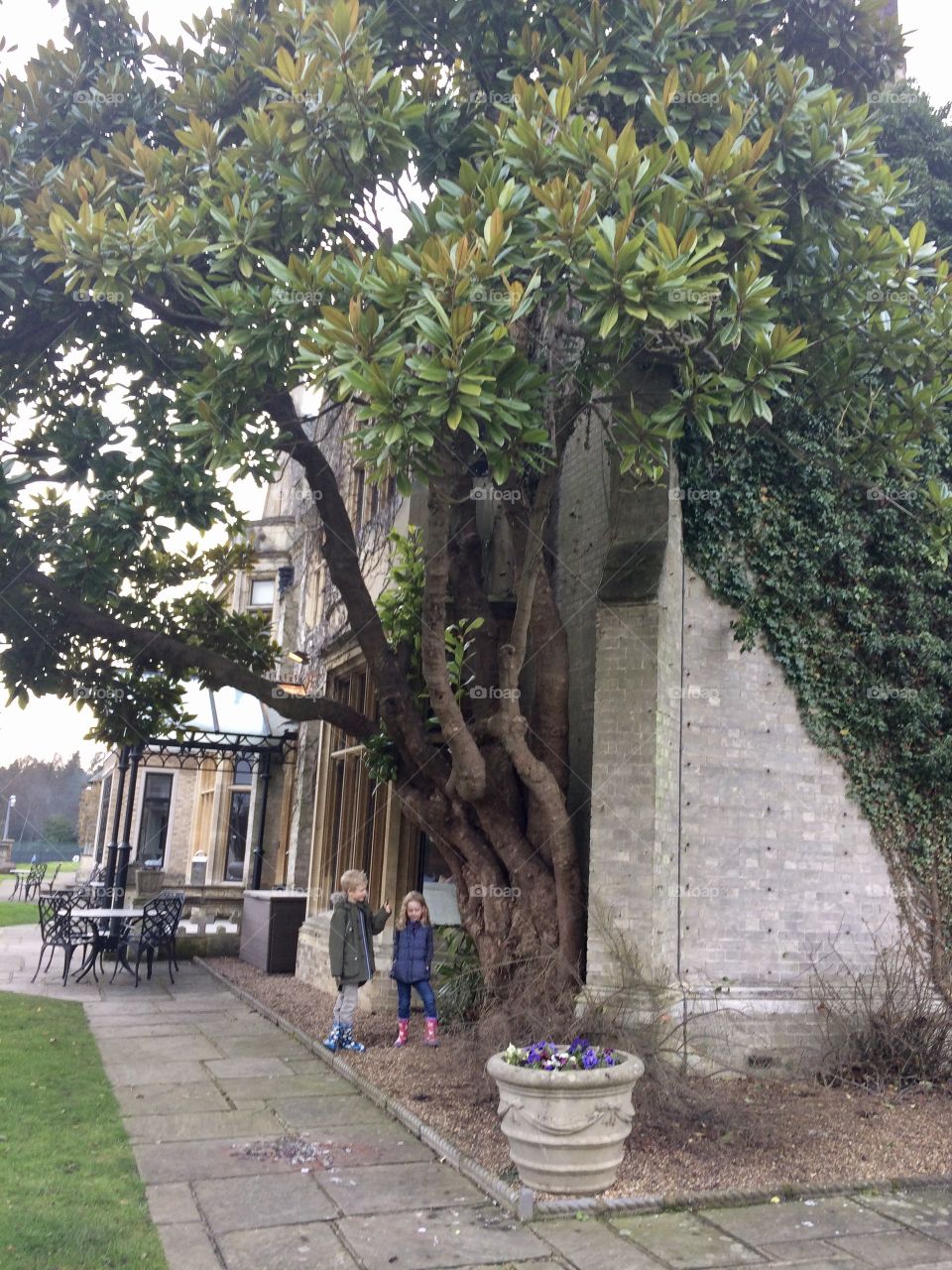 Old Magnolia Grandiflora outside Foxhills Manor, Chertsey, Surrey, England
