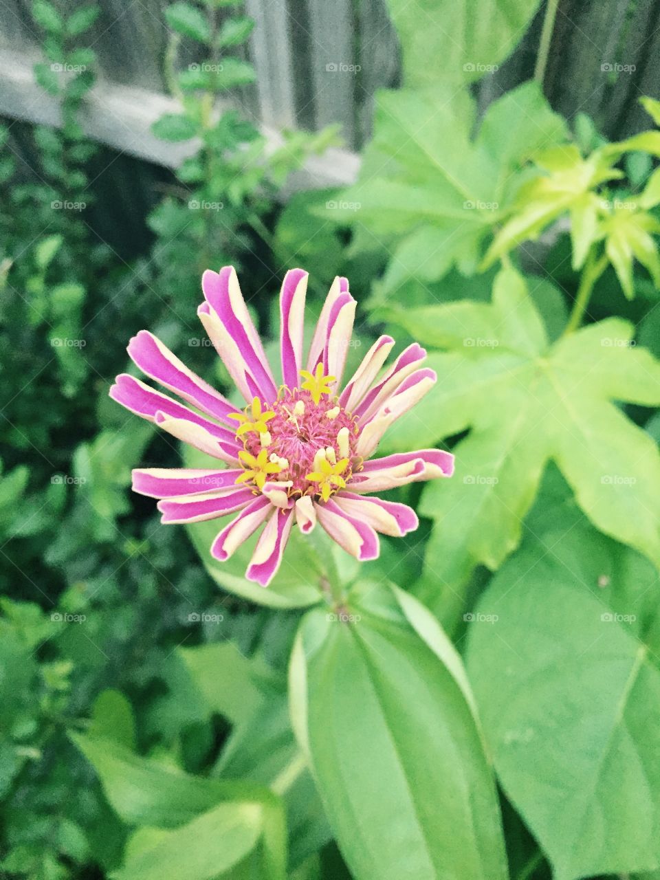 A pink whites do yellow centered  zinnia flower ready to open in amongst some green growing plants in my garden. 