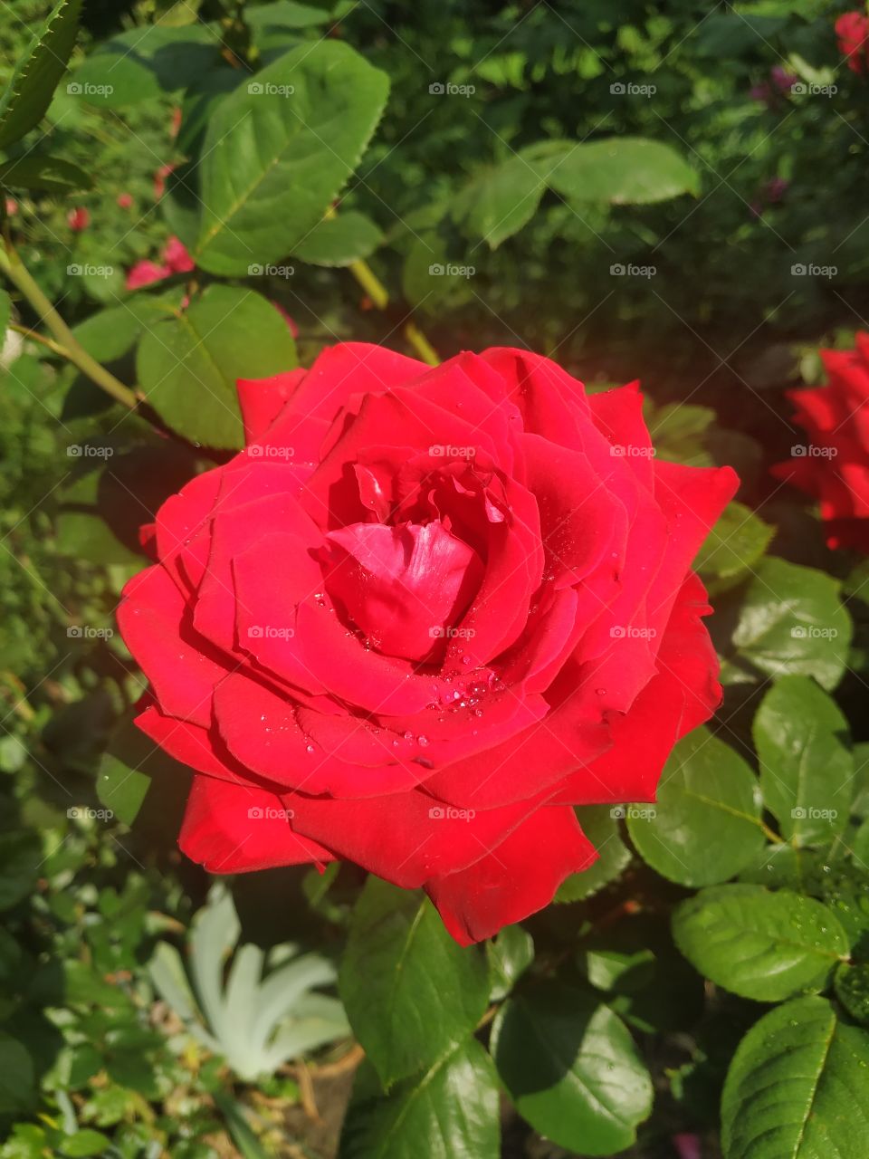 Amazing red rose after the rain