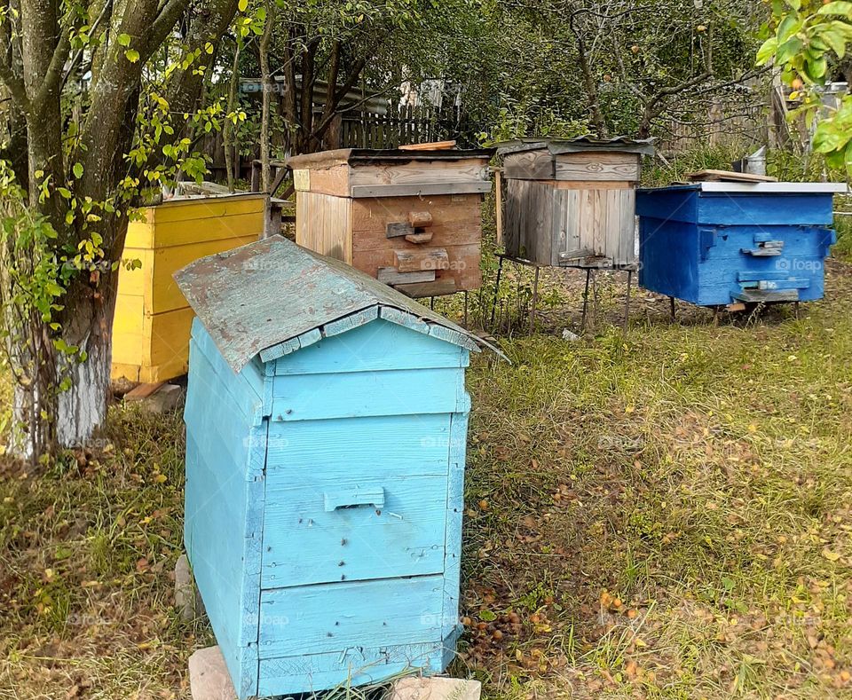 Grandfather's wooden apiary