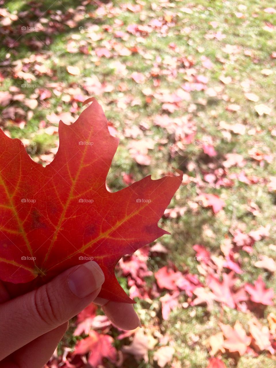 Beautiful Autumn ,Canada