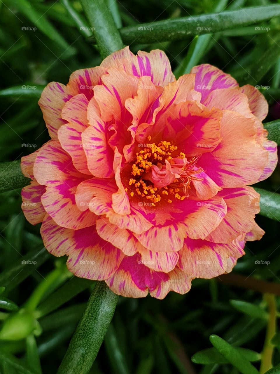 the portulaca grandiflora