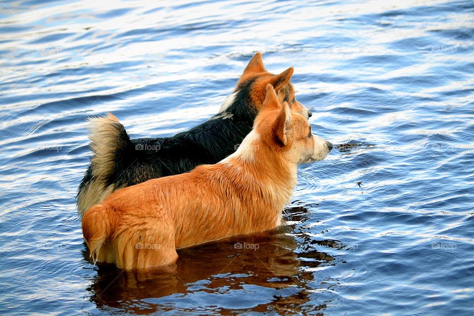 Two dogs in the water