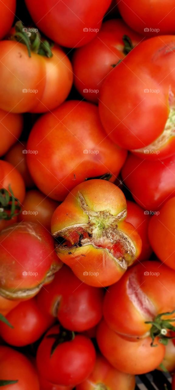 tomato