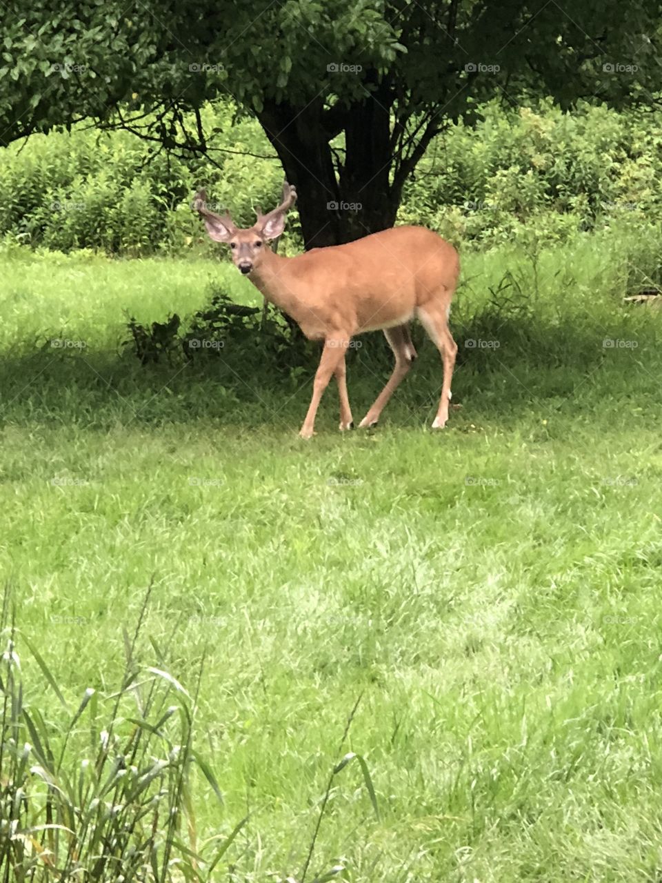 Deer in nature