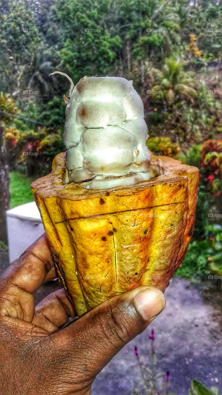 Cocoa Fruit- The Fruit From Which Chocolate is made