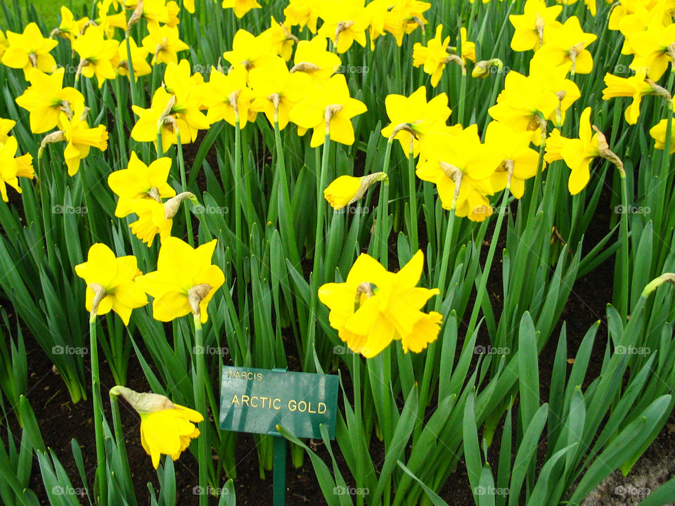 yellow flowers