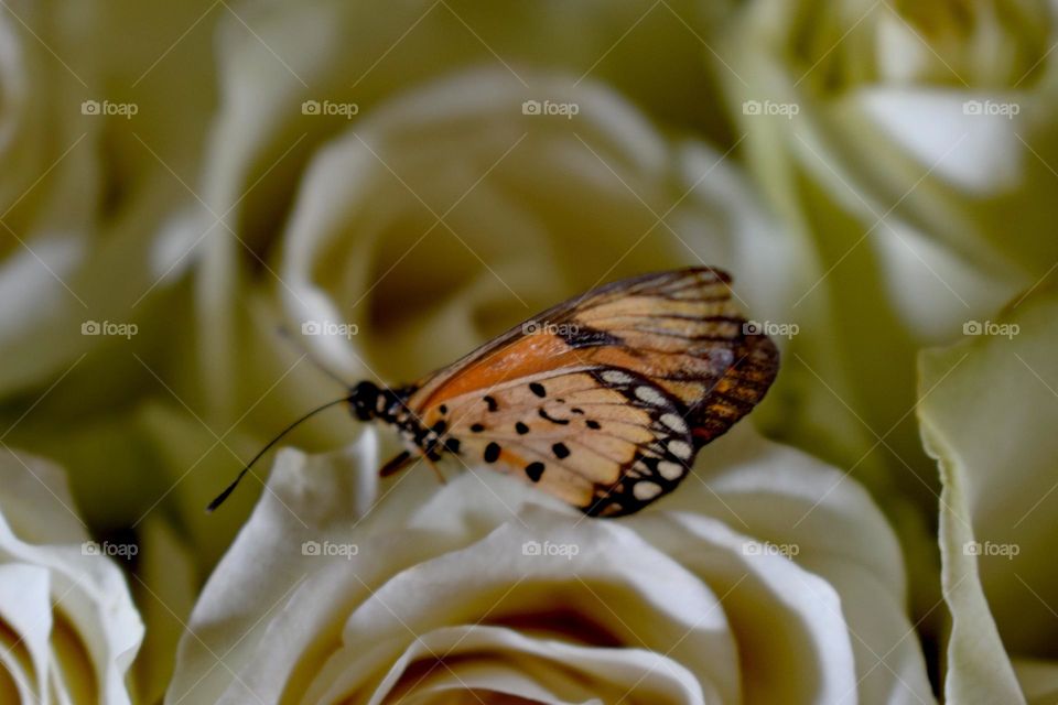 Butterfly on a flower