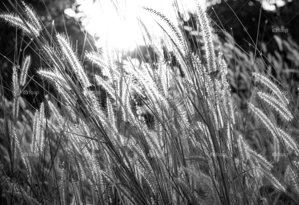 Beautiful field before sunset