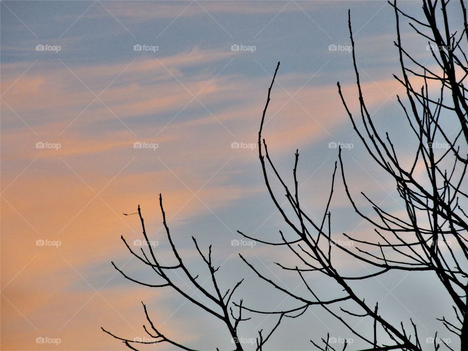 bare branches at sunset