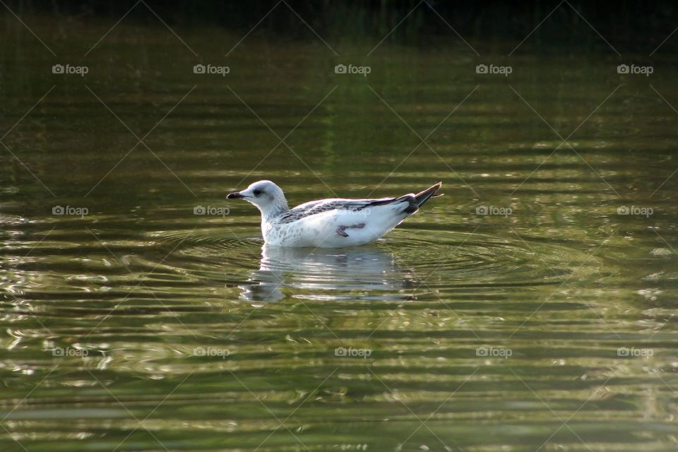 Seagull