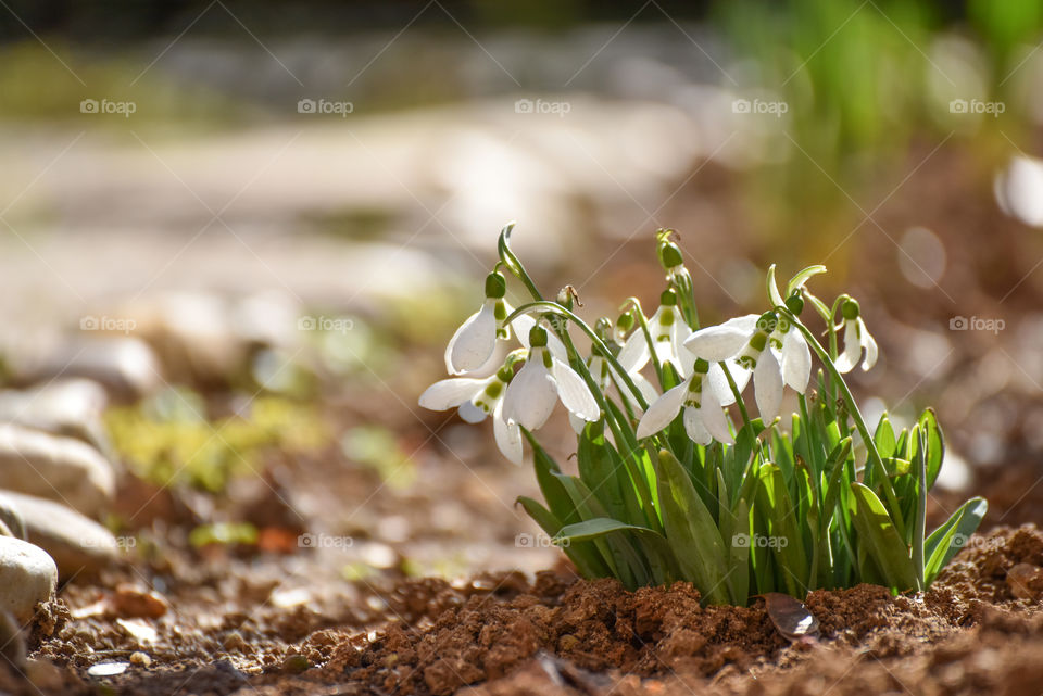 Snowdrop flower growing in soil