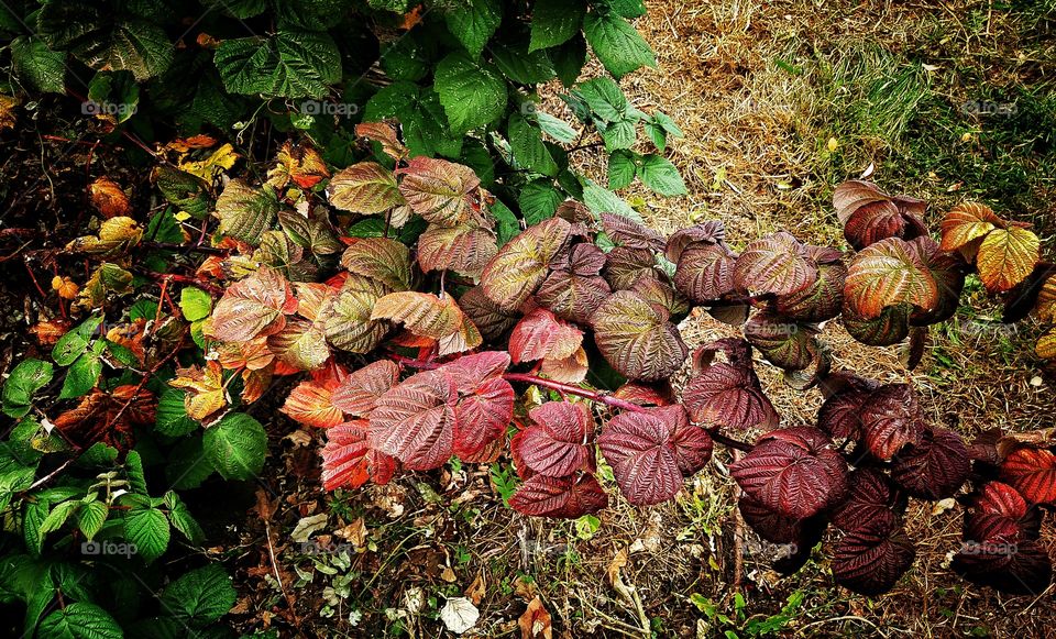 Fall foliage depicted by a raspberry bush