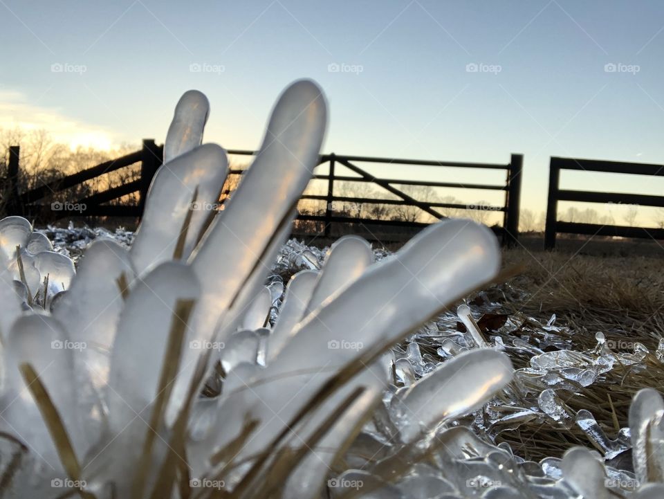 Translucent fingers of ice built atop blades of glass reflect the light of the Virginia sunset