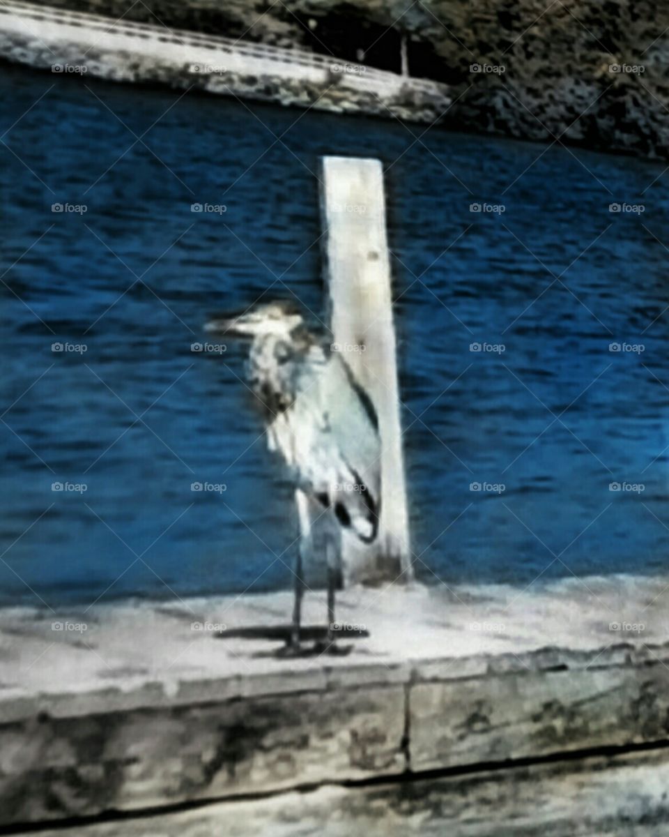 The Great Blue Heron on the dock!