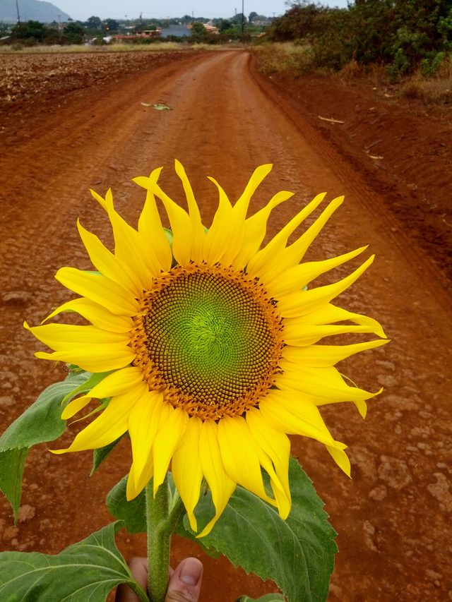 Sunflower